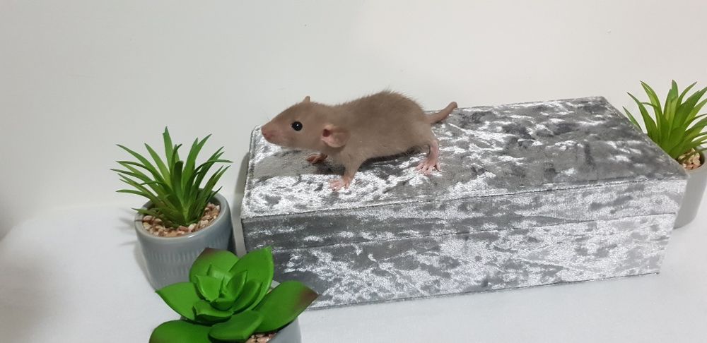 Szczur Szczury Szczurki wspaniałe ogonki Dowóz pod drzwi