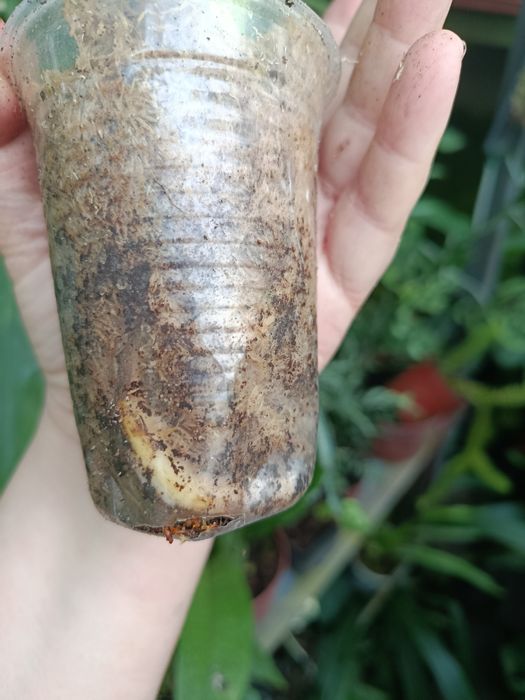 Монстера monstera platinum