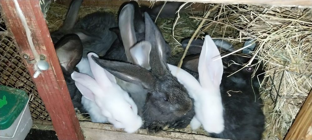 Żywe króliki do sprzedania na sztuki olbrzymy belgijskie