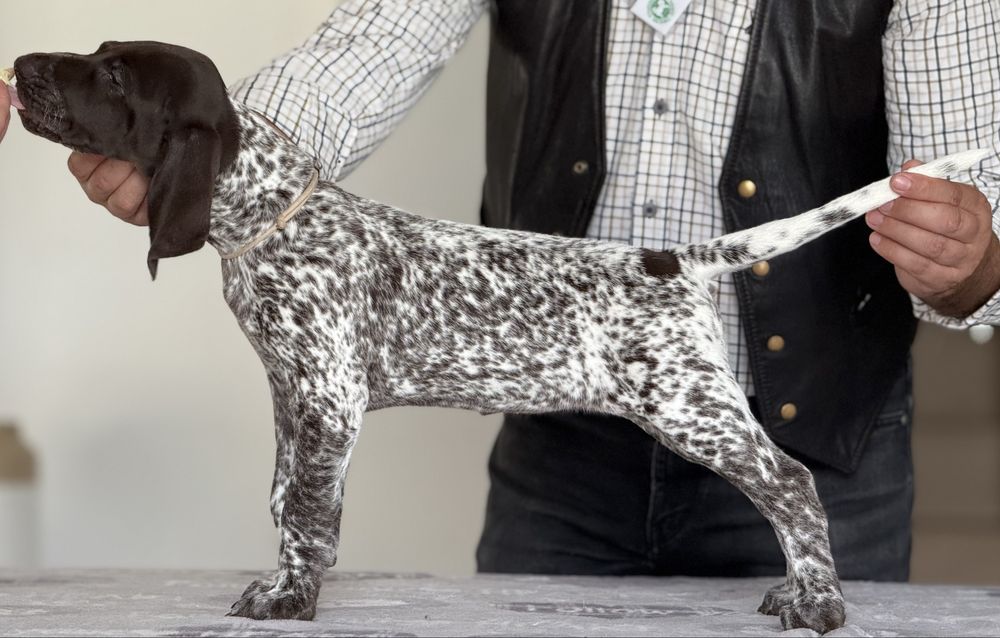 Wyżeł Niemiecki Krótkowłosy