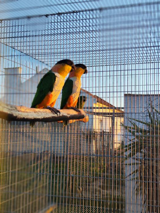 Marianinhas de cabeça preta