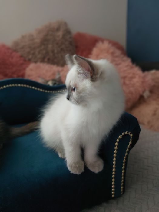 Kocurek Henk  ragdoll FPL/FIFE