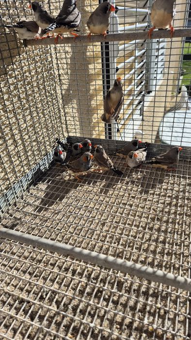 Diamante Mandarins 2025