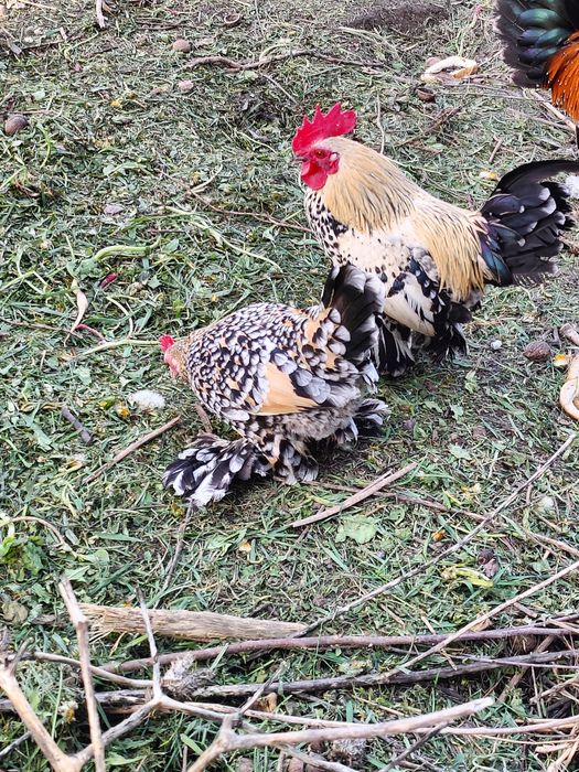 Кури Мільфлер карликові кури