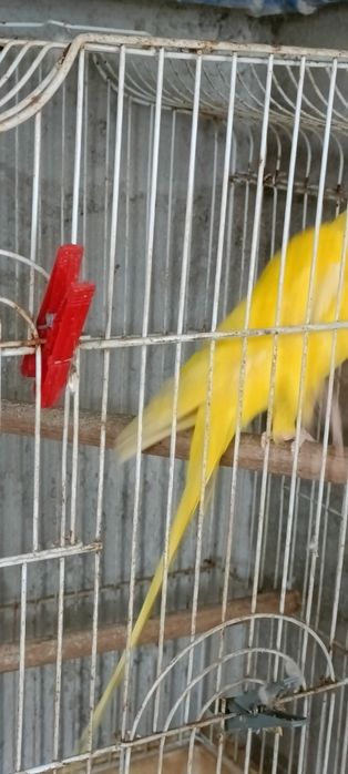 Ave Ring Neck Fêmea