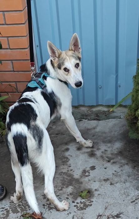Метис вівчарки прилаштовується безкоштовно