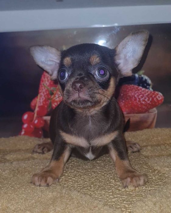 Чіхуахуа. Просто яскрава шоколадка.