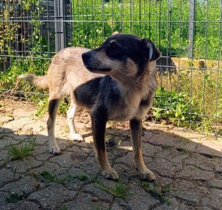 Młoda suczka szuka dobrego domu