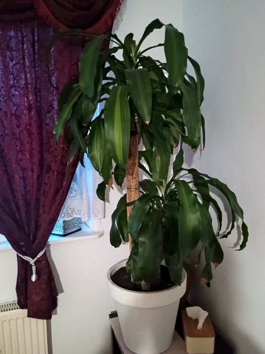 Duży kwiat na sprzedaż