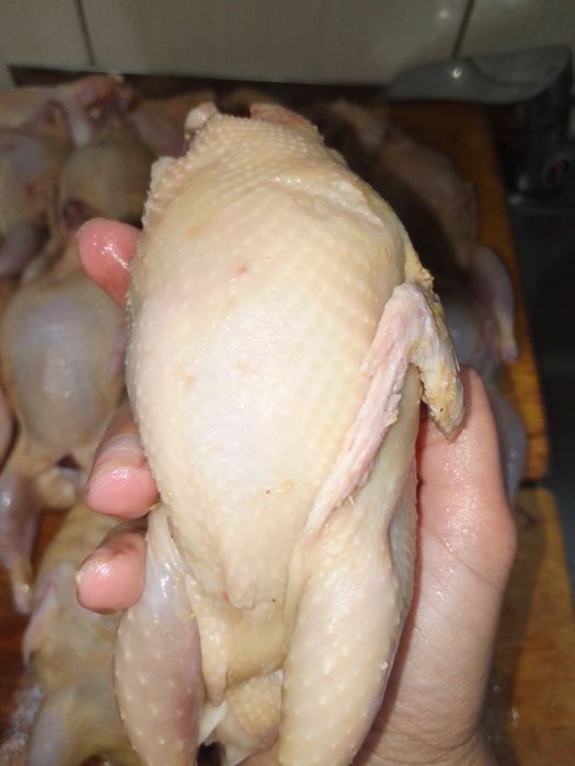 Продаю домашніх бройлерів та перепілок