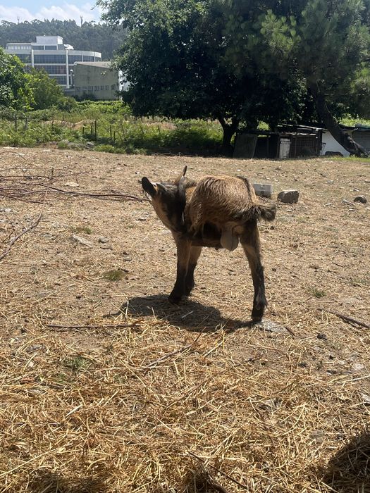Cabras anas  ultimas