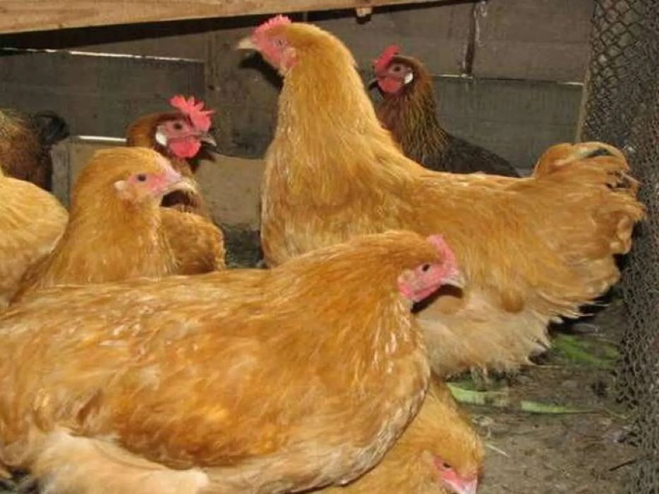 Інкубаційний яйця