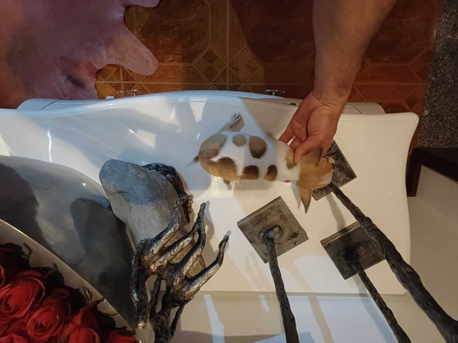 Chihuahua Suiperminiatura MACHINHO BRANCO E IZABELLA com LOP E AFIXO