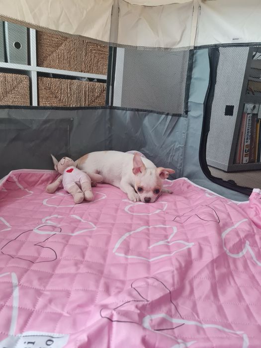 Excelente mini menino Chihuahua/Chiuaua LinhagemRussa de Qualidade