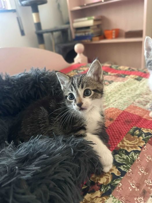Gatinhos (M) para adoção responsável