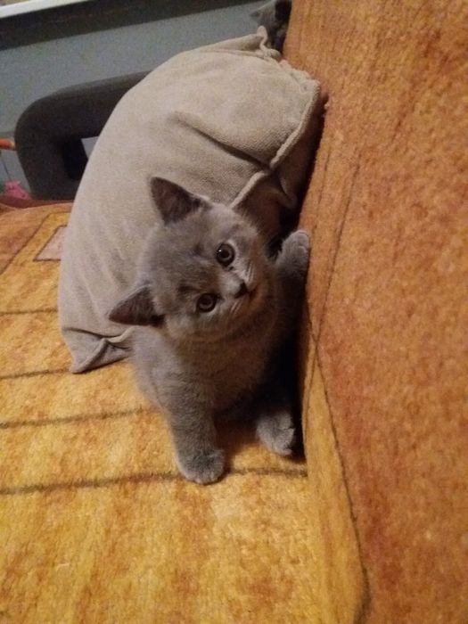 Kotka brytyjska niebieska