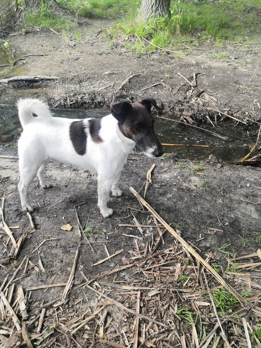 Фокстерьер мальчик вязка