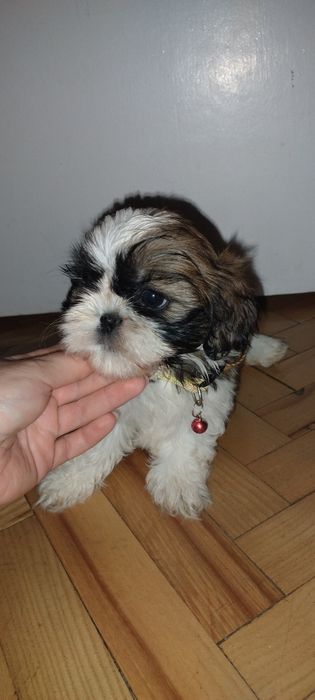 Shih tzu,suka z dokumentami ŻÓŁTA shihtzu
