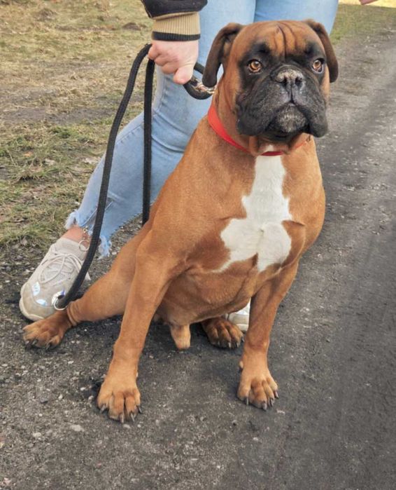 Wspaniały pies bokser Ares szuka dobrego domu ADOPCJA