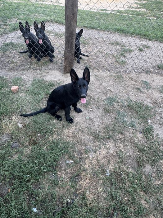 Owczarek Niemiecki Krótkowłosy