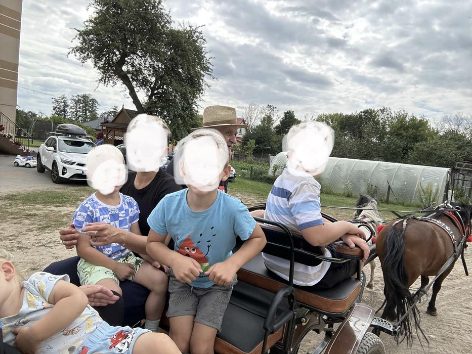 Kucyk  srokaty sprzedam