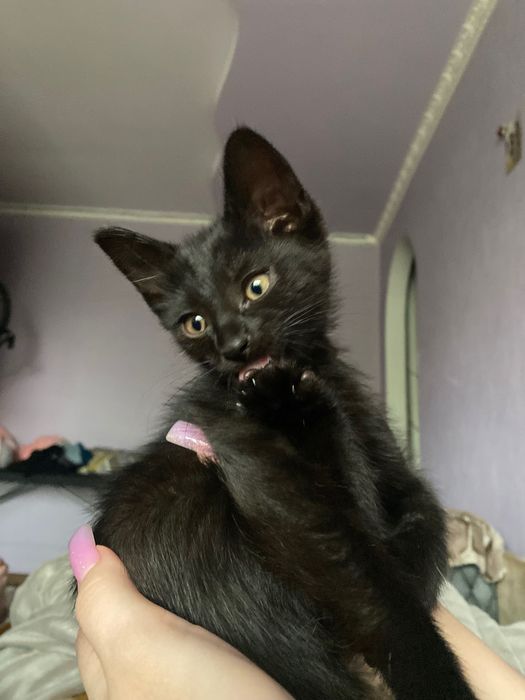 Отдам бесплатно котёнка