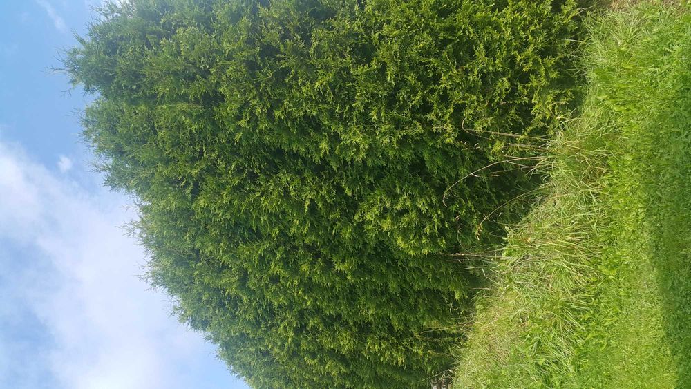 Tuja thuja szmaragd drzewko ok 5-6m ladna szeroka kilka sztuk..
