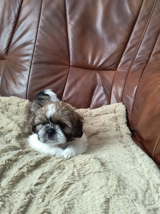 Szczeniak razy Shih Tzu