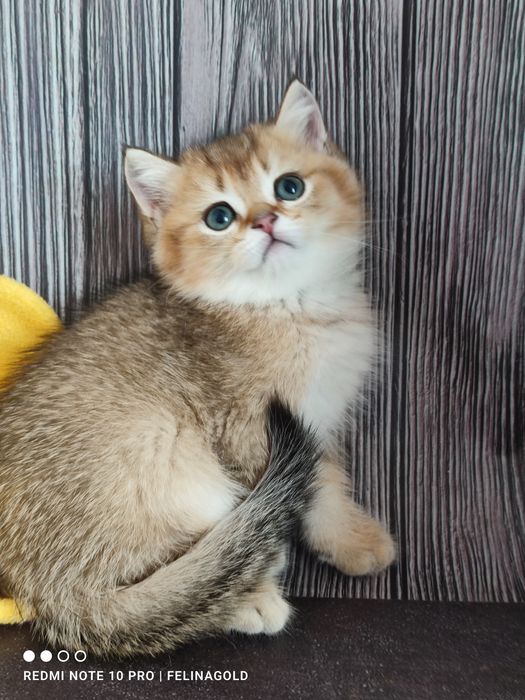 Британський хлопчик золота шиншила