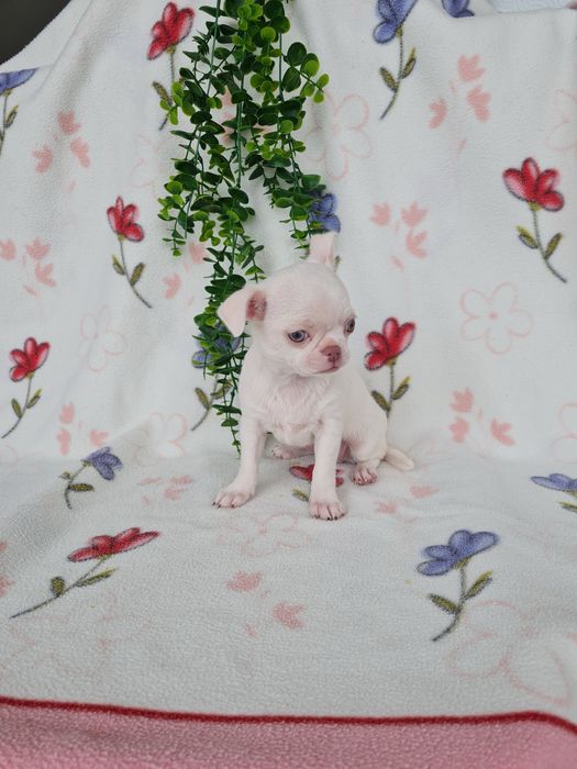 Excelente mini menina Chihuahua/Chiuaua de Qualidade, Linhagem Russa