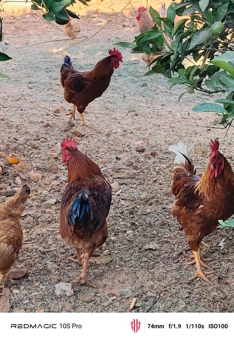 Galos caseiros para venda