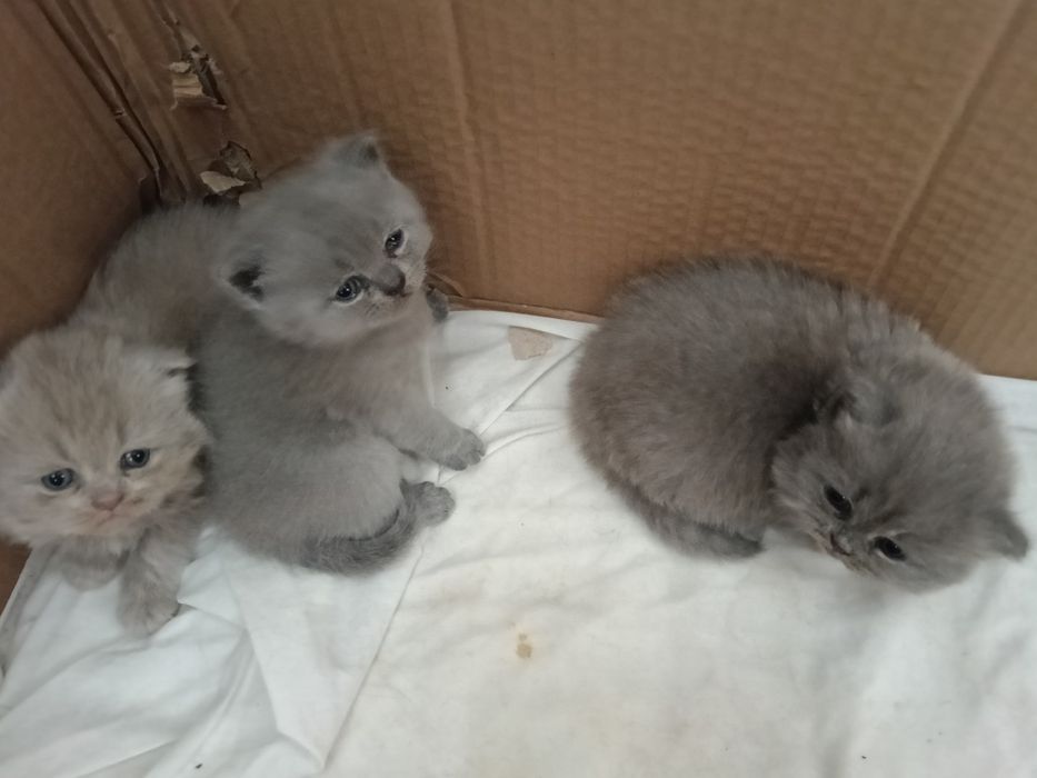 Сімейка шотландців .