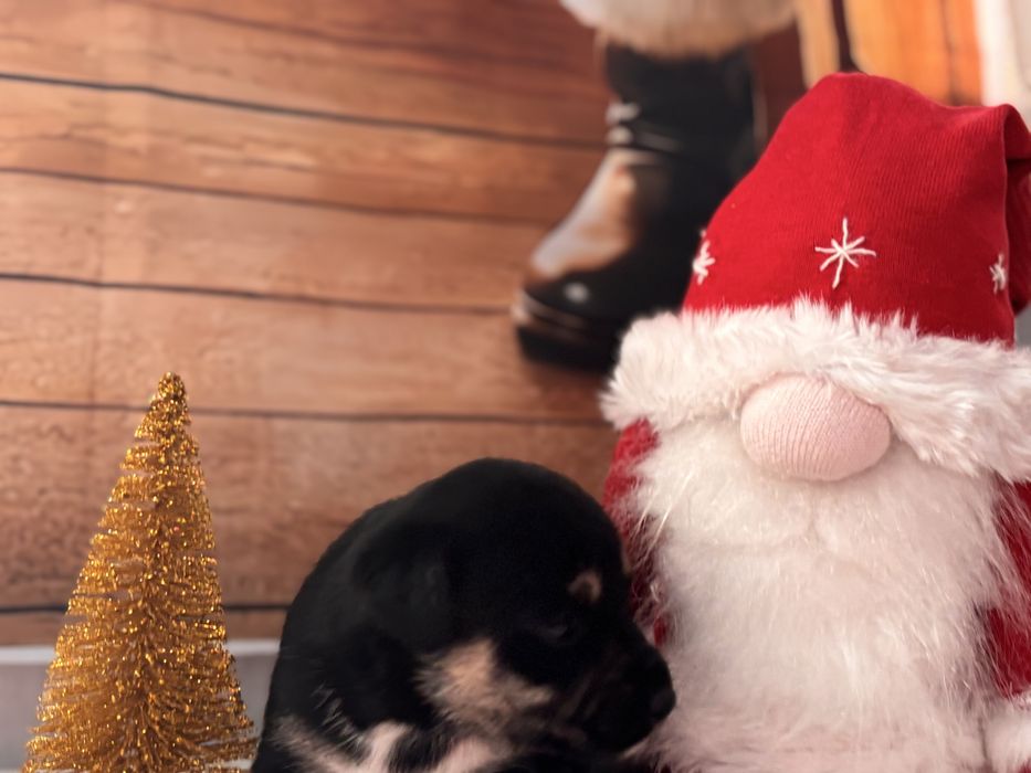 Щенок, цуценя, собака, песик, щеня