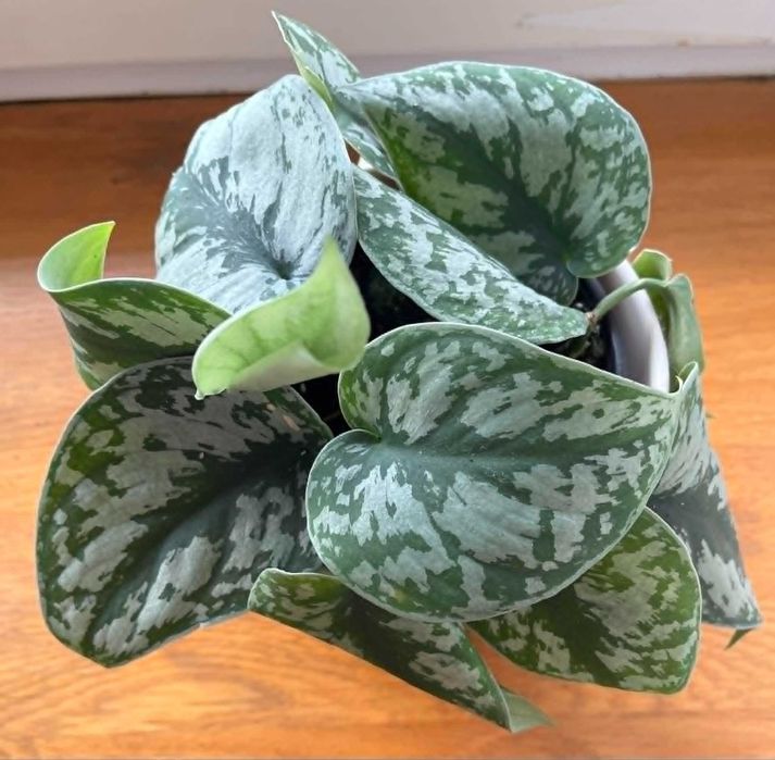 Scindapsus pictus Ołustek pstry(roślina)