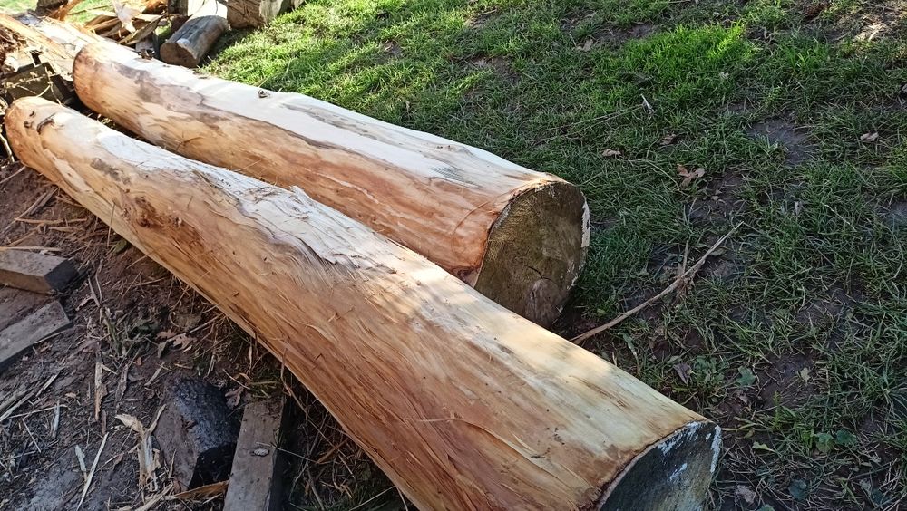 Kłody, kloce drewna lipy - ścięto grudzień 2022 r.