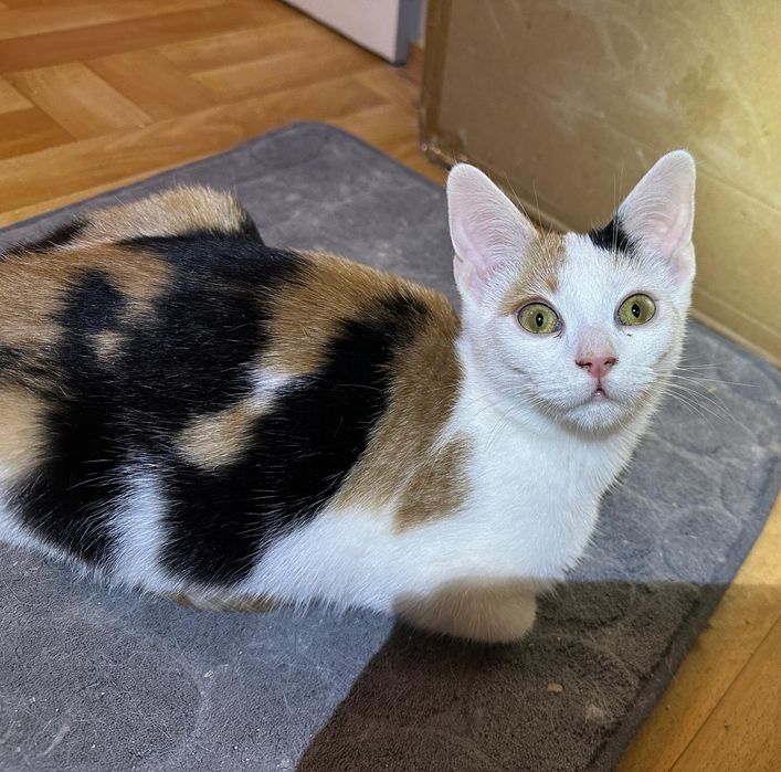 SISI – delikatna księżniczka szuka swojego spokojnego królestwa