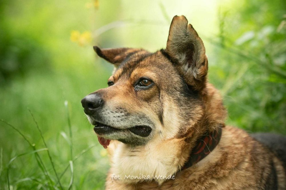 Kokoszek - piesek z dramatycznych warunków szuka troskliwego domu