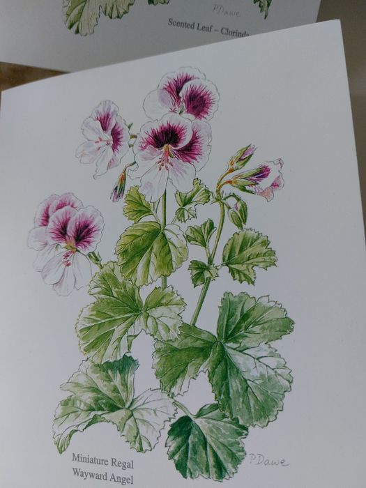 Lote de 3000 Postais Wells & Winter