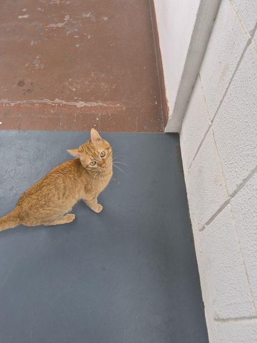Gatinho para adocao