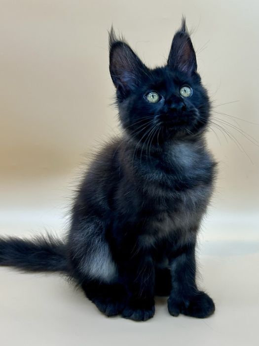 Мейн кун девченка полидакт