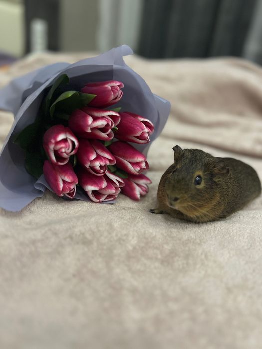 Віддам в добрі руки морську свинку