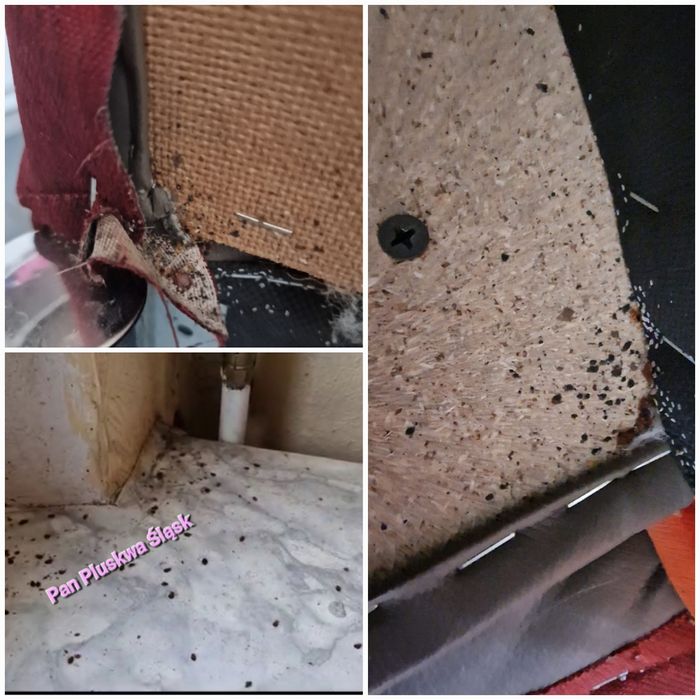 Pluskwa domowa, zwalczanie pluskiew, odpluskwianie, pchły, karaluchy