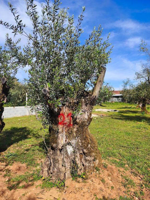 Oliveiras Bicentenárias e Tricentenárias para venda