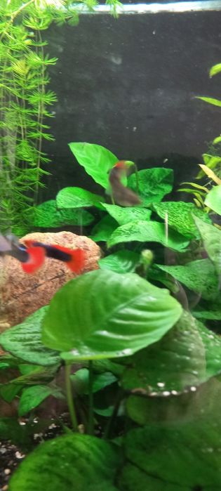 Guppy  Dumbo Red