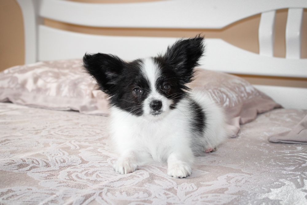 Папійон чуценя у рідкісному чорно білому забарвленні КСУ