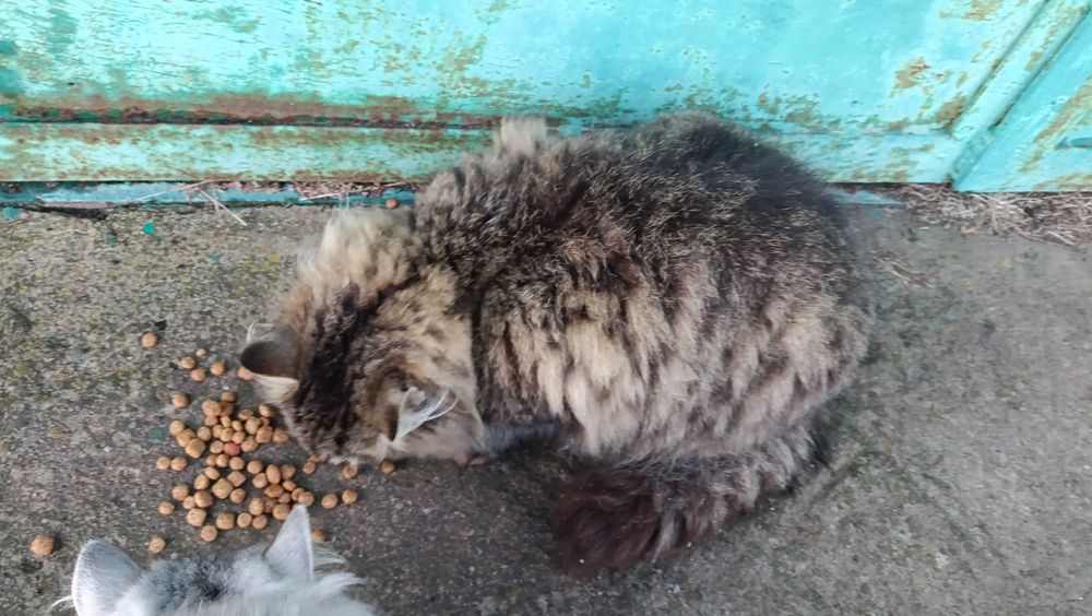 Тигрова кішечка шукає дім, стерилізована