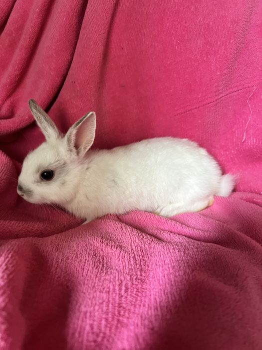 Króliczek miniaturka ostatni maluch