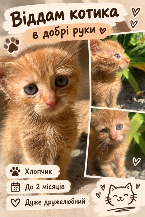 Котенок рудий дуже ласковий добрий