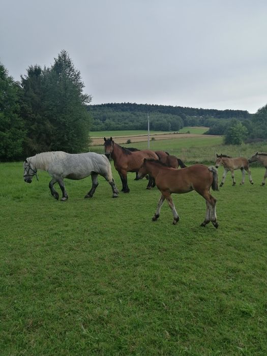 Pilnie Sprzedam !!! klacz kobyła koń konie zimnokrwiste