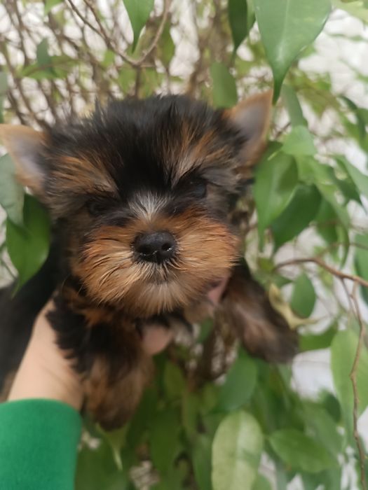 Банда йориков для любви и восхищения